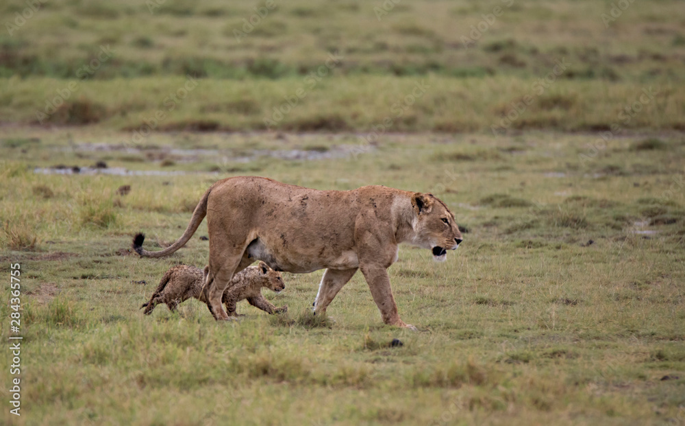 Fototapeta premium Africa, Tanzania, Ngorongoro Crater. Lioness (Panthera Leo) with cub.