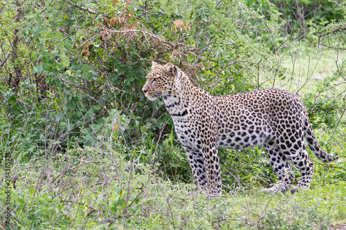 Leopard stands at edge of jungle watching  profile view  green foliage  Ngorongoro Conservation Area  Tanzania