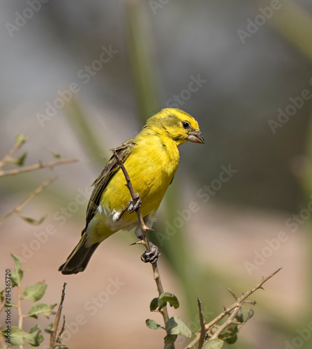 Africa, Tanzania, Serengeti. Yellow-fronted Canary (Serinus mozambicus)