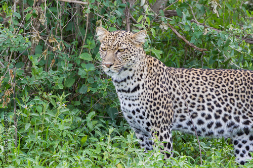 Close-up of leopard standing in green foliage, Ngorongoro Conservation Area, Tanzania