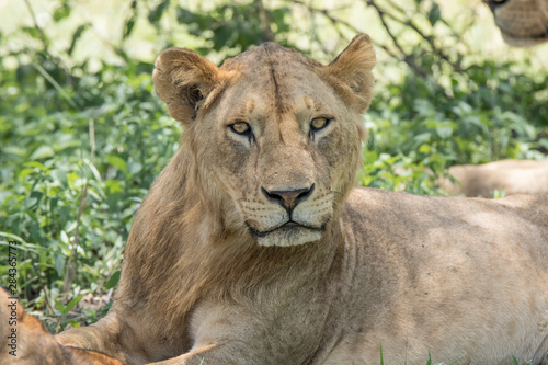 Fototapeta Naklejka Na Ścianę i Meble -  Africa, Tanzania, Manyara National Park. Lioness (Panthera leo)