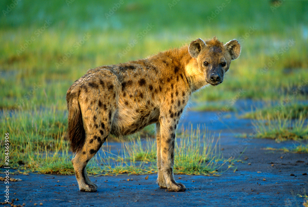 A spotted hyena in the Ngorongoro Crater, East Africa A spotted hyena in the Ngorongoro Crater, East Africa