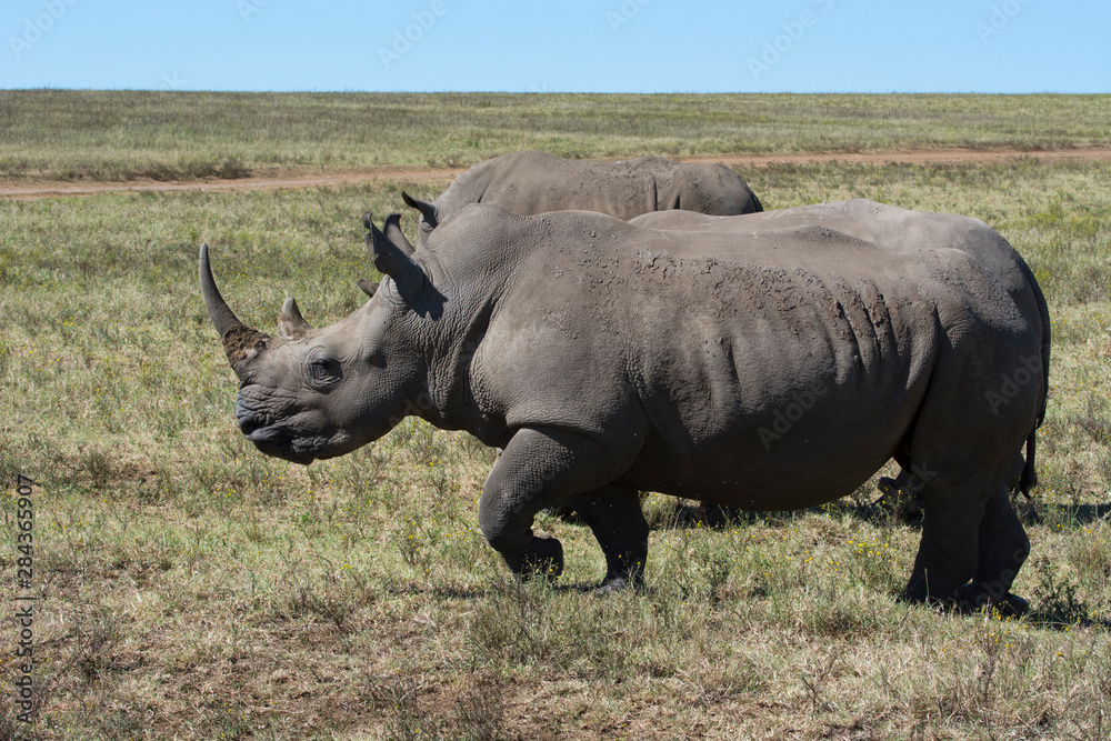 Fototapeta premium South Africa, Durban. Tala Game Reserve. Pair of White rhino.