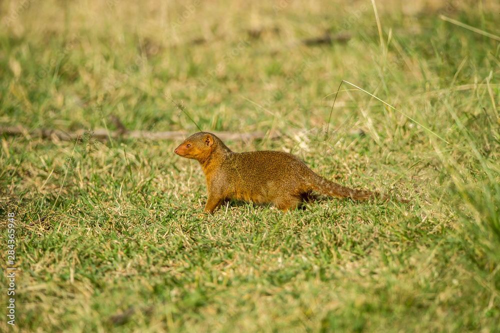 Fototapeta premium Africa, Dwarf Mongoose
