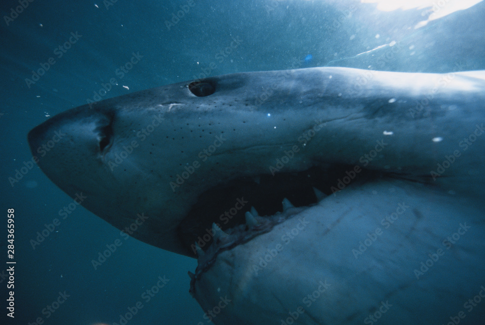 Naklejka premium South Africa, Close-Up of Great White Shark