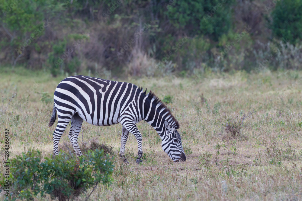 Obraz premium Single Plains Zebra (Equus quagg) presents a profile view while foraging for food in the grassland, Arusha National Park, Tanzania