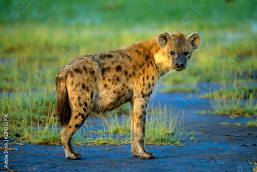 A spotted hyena in the Ngorongoro Crater, East Africa