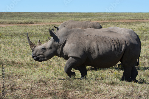 South Africa, Durban. Tala Game Reserve. Pair of White rhino.