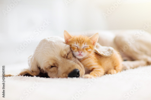 Canvas Print Cat and dog sleeping. Puppy and kitten sleep.
