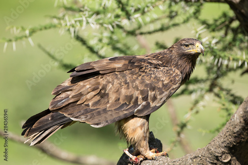 Steppe eagle stands sideways in acacia tree branch, head tilted towards camera, full in frame, with part of prey and bone under its claws, Ngorongoro Conservation Area, Tanzania