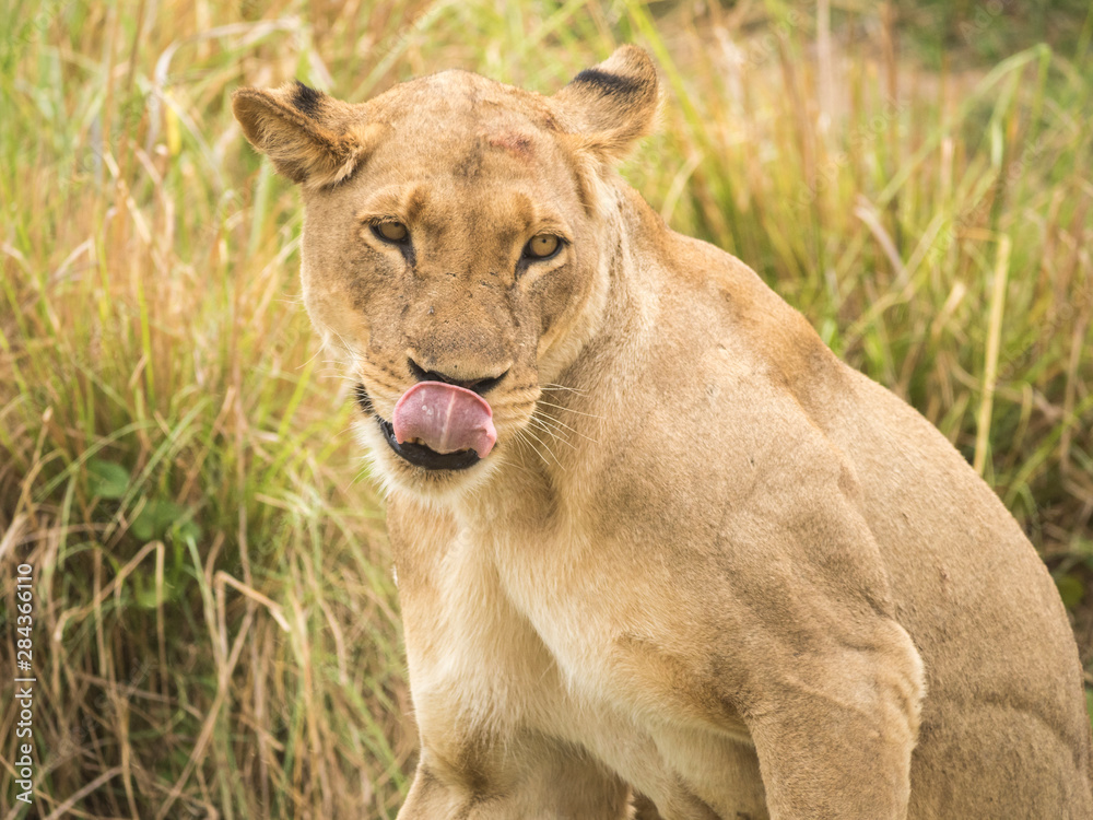 Fototapeta premium Africa, Zambia. Portrait of lioness.