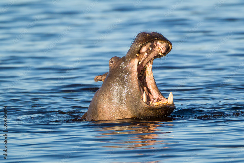 Fototapeta premium Nearly submerged hippotomus in blue water yawns wide open, showing all its teeth, facing mostly towards the camera, Ngorongoro Conservation Area, Tanzania