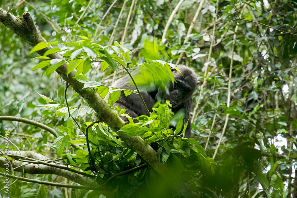 Africa, Uganda, Kibale National Park, Ngogo Chimpanzee Project. A male ...