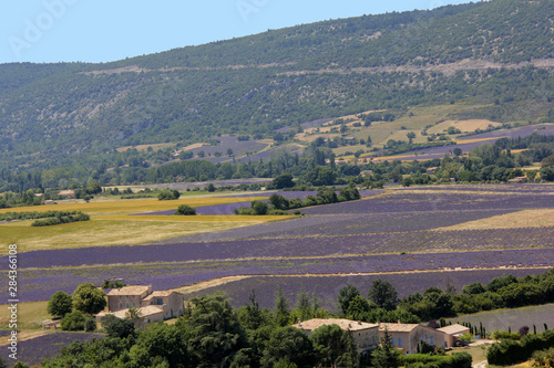 paysage provençale