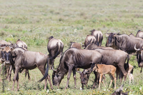 A herd of wildebeests bunch up while eating grass, newly born calf by its mother and another adult looking at the camera. Profile view, Ngorongoro Conservation Area, Tanzania