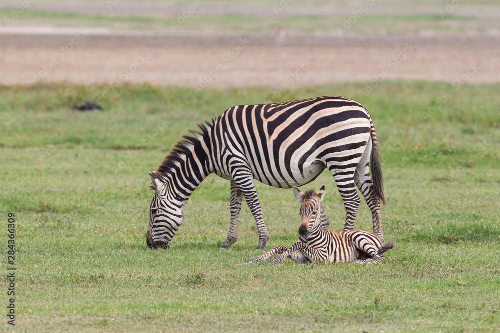 Mother zebra grazes while newborn colt rests on ground beside her, facing camera, front legs raised at knees, side view of adult, Ngorongoro Conservation Area, Tanzania Mother zebra grazes while newborn colt rests on ground beside her, facing camera, front legs raised at knees, side view of adult, Ngorongoro Conservation Area, Tanzania