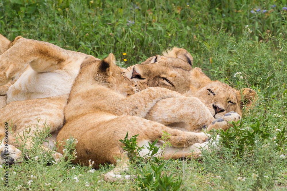 Fototapeta premium Part of lion pride, adult and two cubs sleeping together on grass, arms entangled, Close-up view, Ngorongoro Conservation Area, Tanzania