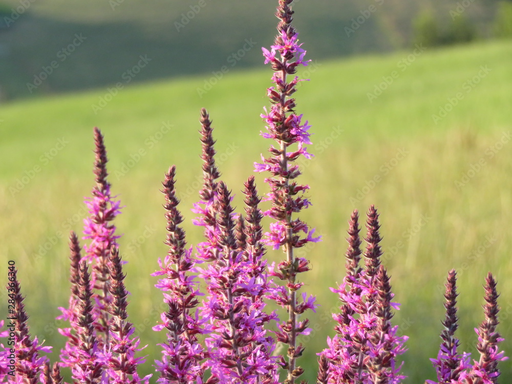 Obraz premium Beautiful natural wild purple flower pollen field