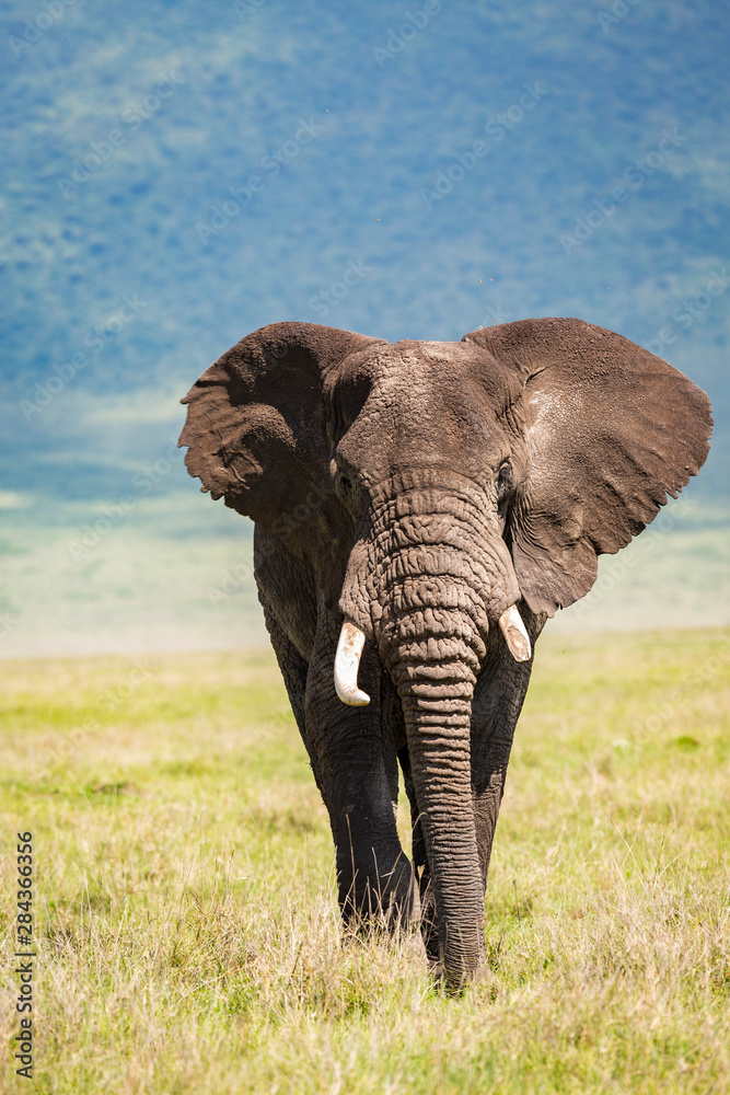 African elephant walking inside the Ngorongoro Crater
