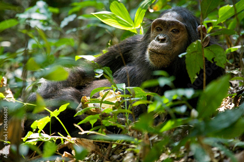 Africa  Uganda  Kibale National Park  Ngogo Chimpanzee Project. A juvenile chimpanzee relaxes eating Monodora fruit  Monodora myristica .