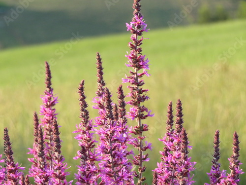 Beautiful natural wild purple flower pollen field