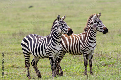 Two zebras stand side by side  alert  one fully adult and the second nearly adult  its colors changing from brown to black  Ngorongoro Conservation Area  Tanzania