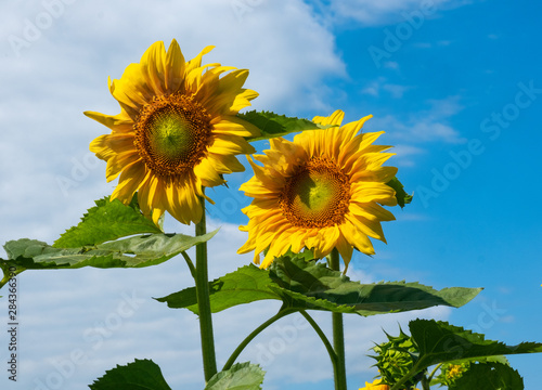 Two sunflowers in full bloom set against a blue sky