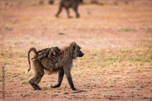 Baboon walking with her baby riding along on her back in the Serengeti National Park, Tanzania
