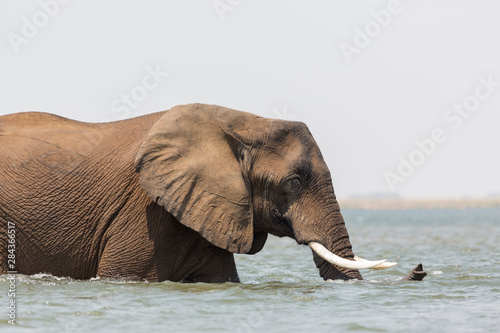 Africa, Zambia. Elephant in Zambezi River.