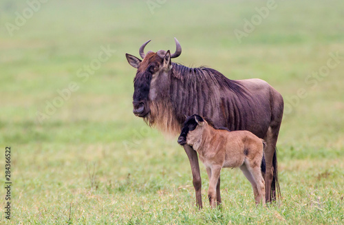 Adult wildebeest stands beside a recently born calf leaning against it  both facing sideways to the viewer  calf below the adult  Ngorongoro Conservation Area  Tanzania