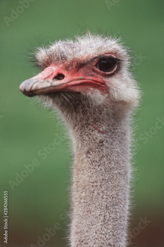 Rhea (Rhea American), Close-Up