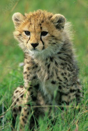 Cheetah, (Acinonyx jubatus), Tanzania, Serengeti National park, portrait of a cheetah cub in the grass.