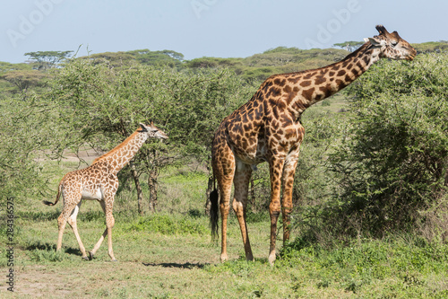 Young giraffe colt follows its huge father  who is eating acacia leaves from the tops of trees. Profile views  one behind the other  Ngorongoro Conservation Area  Tanzania