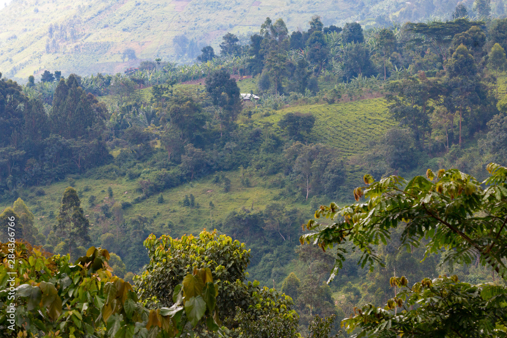 Africa, Uganda, Bwindi Impenetrable Forest and National Park. UNESCO World Heritage site. Territorial View.