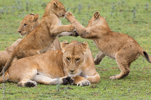 Weary looking lioness mother rests on the ground while four cubs fight in back of her  Ngorongoro Conservation Area  Tanzania