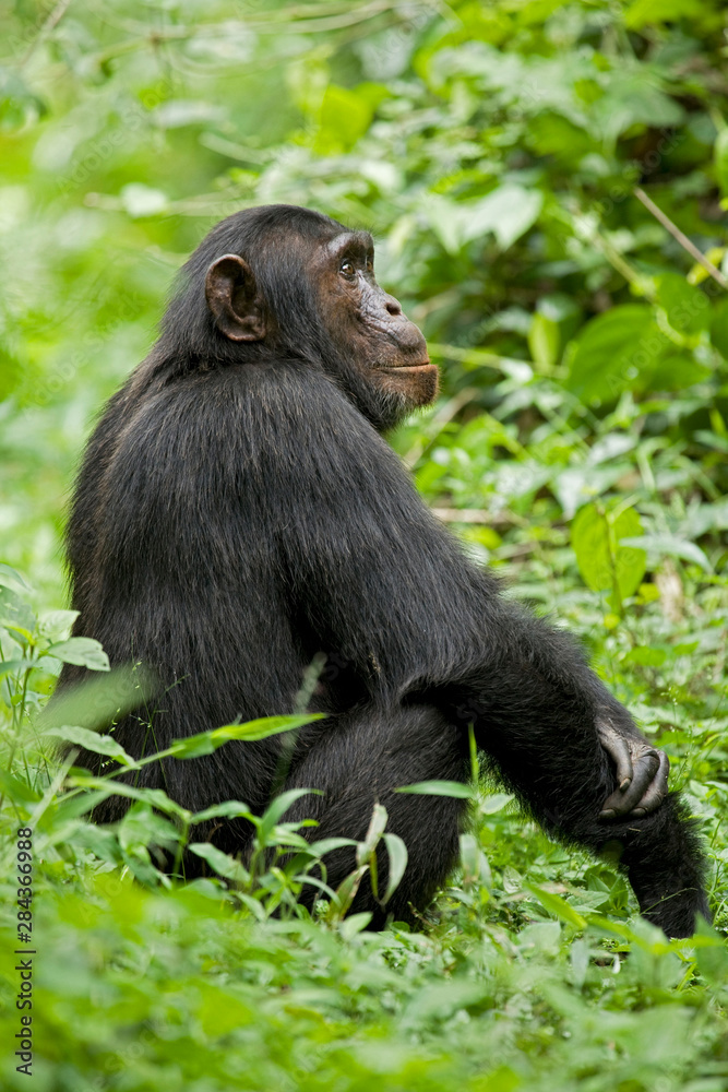 Africa, Uganda, Kibale National Park, Ngogo Chimpanzee Project. A young adult male chimpanzee sits on a forest path.