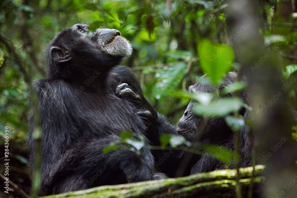 Africa, Uganda, Kibale National Park. Ngogo Chimpanzee Project. With friendly, focused attention a male chimpanzee grooms his relaxed companion's chest. Africa, Uganda, Kibale National Park. Ngogo Chimpanzee Project. With friendly, focused attention a male chimpanzee grooms his relaxed companion's chest.