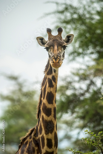 Africa, Giraffe © Lee Klopfer/Danita Delimont