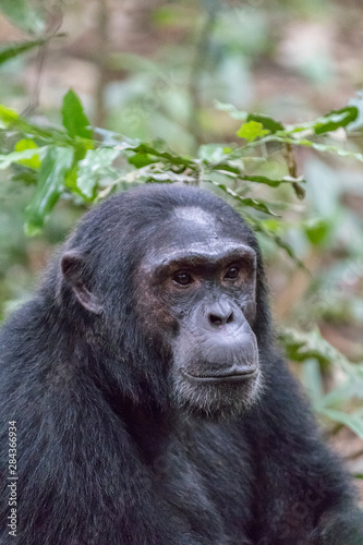 Africa, Uganda, Kibale Forest National Park. Chimpanzee (Pan troglodytes) in forest.