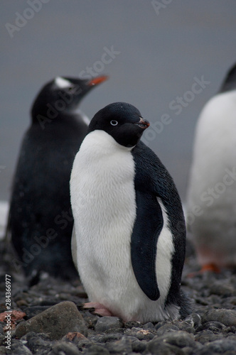 Antarctica, Antarctic Penninsula, Brown Bluff. Adelie penguin (Pygoscelis adeliae) with Gentoo penguin in the distance..