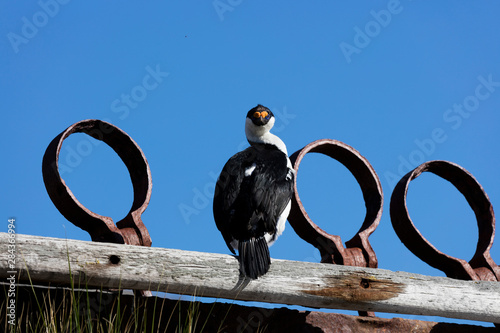 South Georgia Island, Ocean Harbor. South Georgia shag perches on shipwreck. Credit as Josh Anon / Jaynes Gallery / DanitaDelimont.com photo