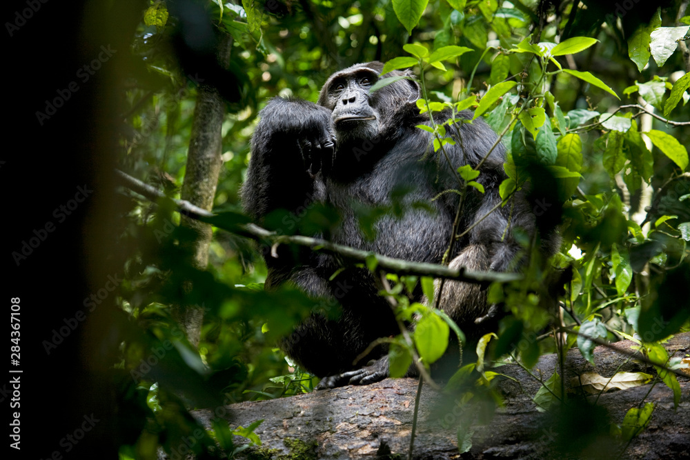 Africa, Uganda, Kibale National Park, Ngogo Chimpanzee Project. A male chimpanzee looks up into the forest canopy with interest. Africa, Uganda, Kibale National Park, Ngogo Chimpanzee Project. A male chimpanzee looks up into the forest canopy with interest.
