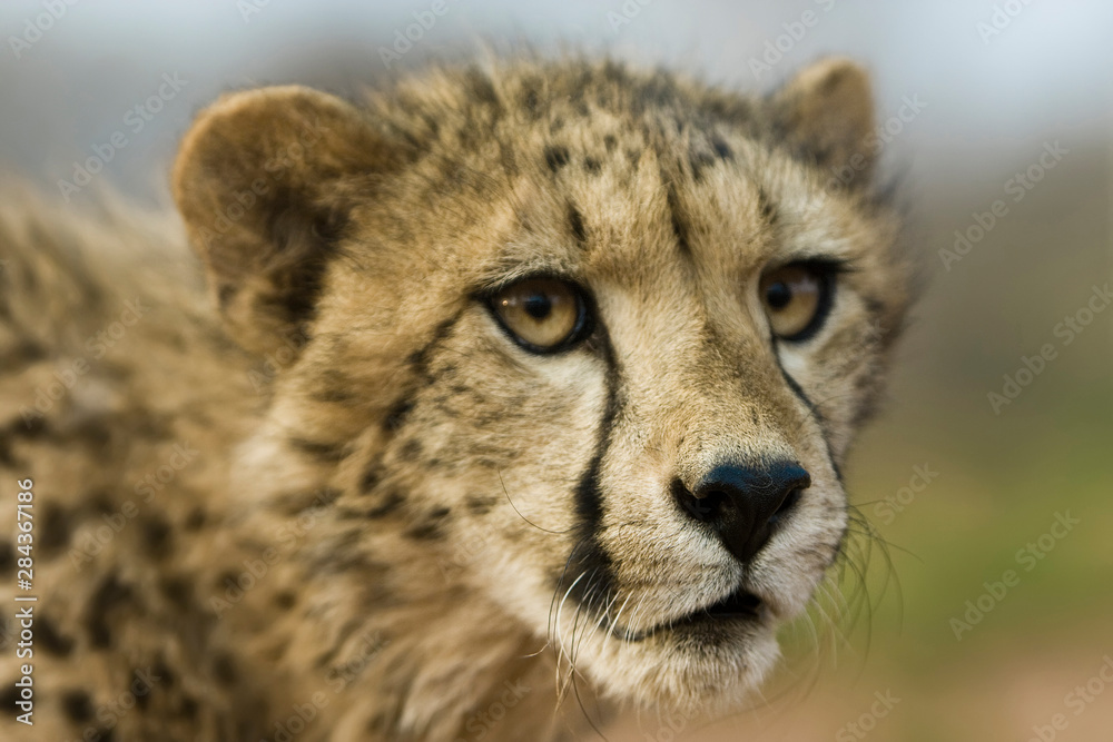 Livingstone, Zambia, Africa. Close-Up of a Cheetah Cub. Livingstone, Zambia, Africa. Close-Up of a Cheetah Cub.