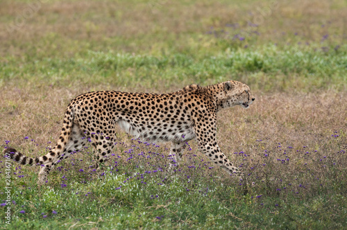 Africa, Cheetah, Tanzania