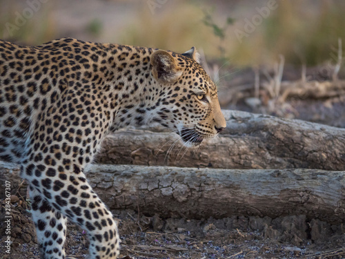 Africa  Zambia. Portrait of walking leopard.
