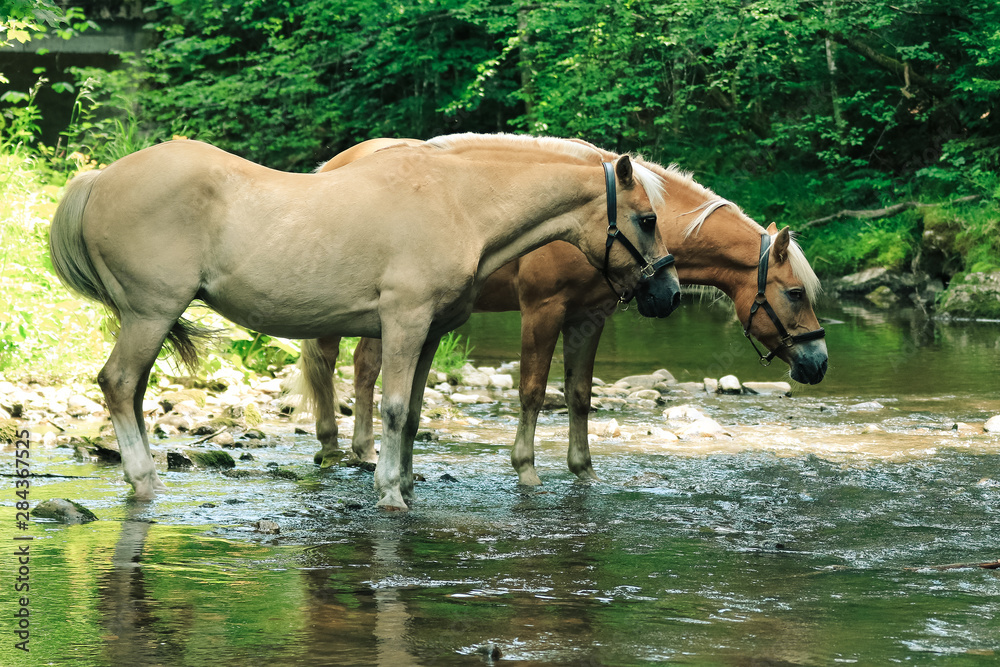 Zwei Haflinger stehen in einem Bach Zwei Haflinger stehen in einem Bach