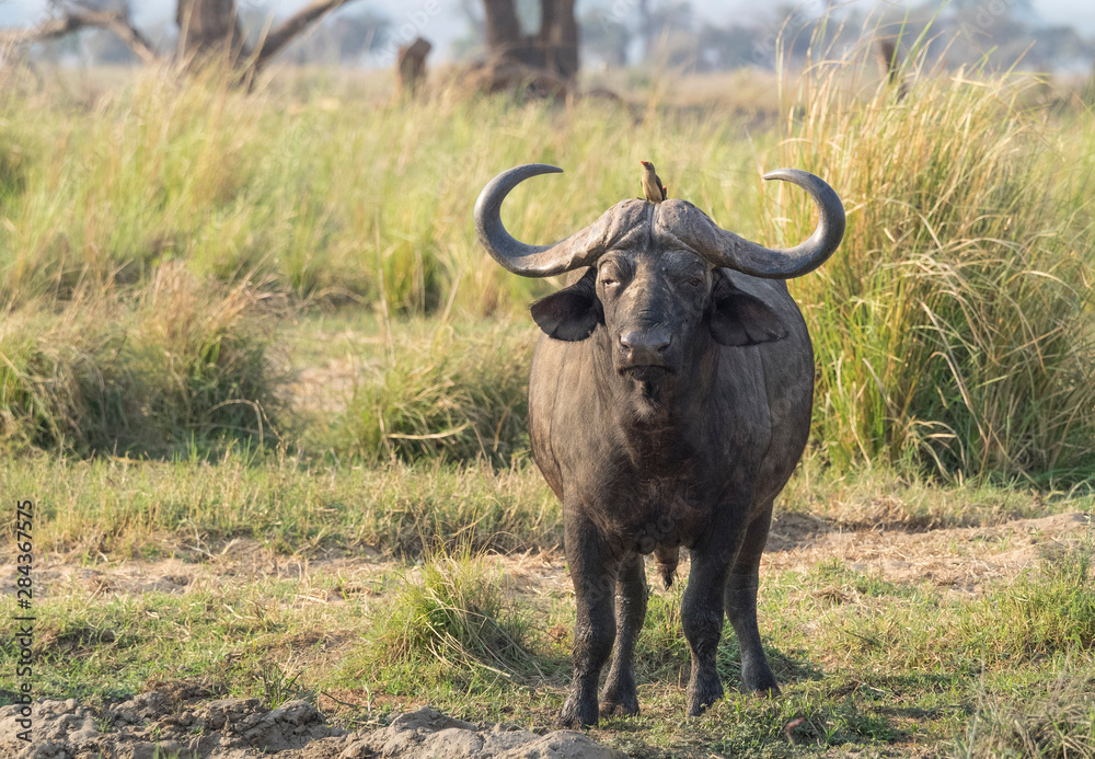 Africa, Zambia. Cape buffalo male close-up.