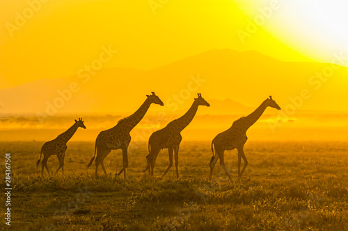 Africa  Tanzania  Serengeti. Five giraffes  Masai subspecies  Giraffa camelopardalis tippelskirchi  walking in front of the rising sun.