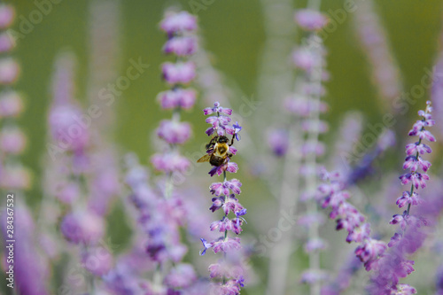 Bee in Summertime Lavender © LaurenPaige