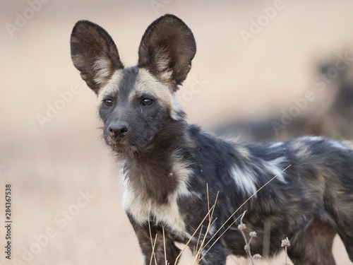 Bilde på lerret Africa, Zimbabwe, Mana Pools National Park. Close-up of wild dog.